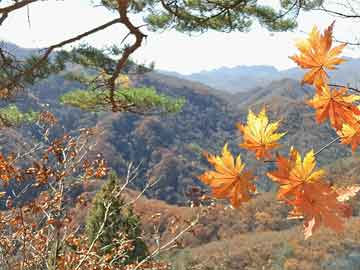 澳門(mén)一肖犯罪揭秘，期期準(zhǔn)與海南特區(qū)號(hào)的背后真相