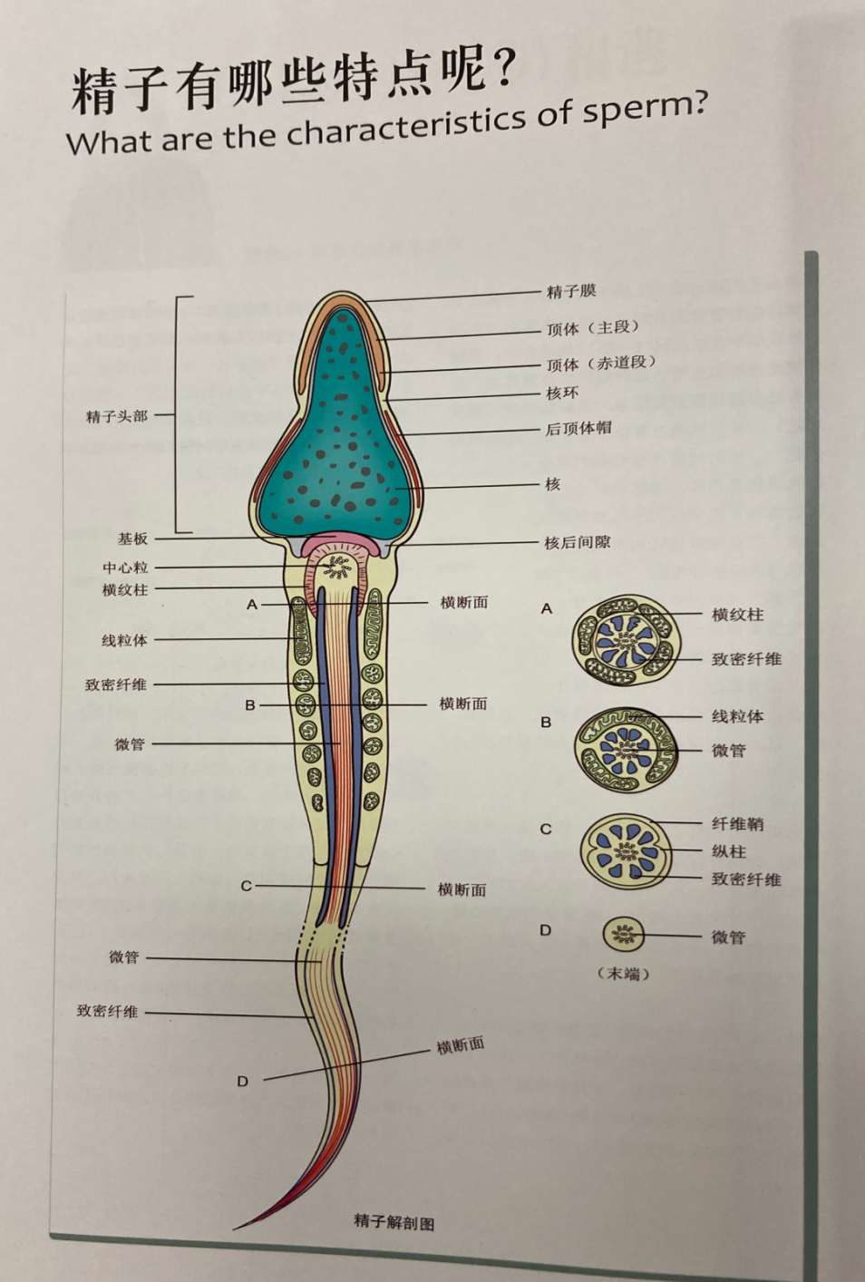 精子窩最新地址探索與解析揭秘