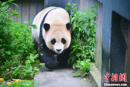 羊水指數(shù)最新標(biāo)準(zhǔn)解讀，羊水指數(shù)達(dá)25cm的分析