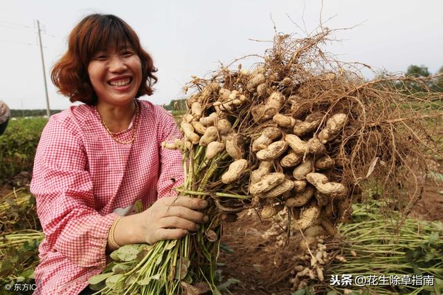 河南花生米價格最新行情解析