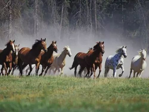 澳門特馬揭曉之夜，四不像的奇跡誕生？