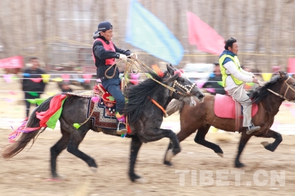 香港賽馬運(yùn)動(dòng)，探索魅力與未來(lái)趨勢(shì)的2024年免費(fèi)馬資料解析