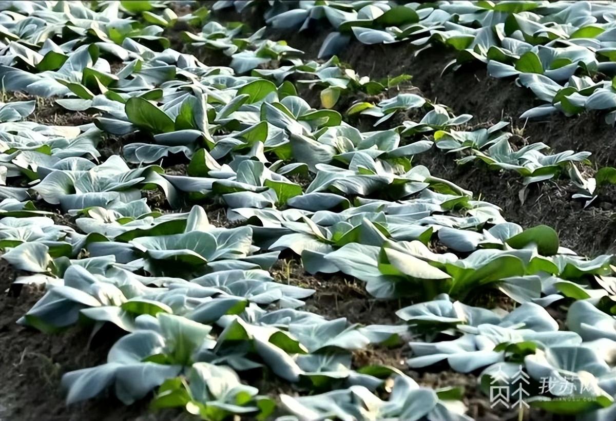 新都龍橋地區(qū)超市商機，最新轉讓，未來無限可期