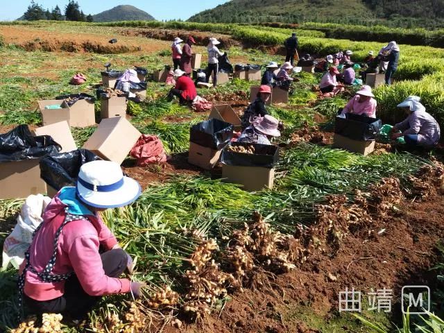 云南羅平生姜最新價格動態(tài)解析