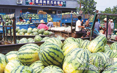 湖北今日西瓜價格動態(tài)解析